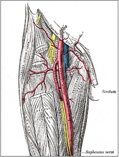 Arteria Femoralis Anatomie Verlauf Topographie Ste
